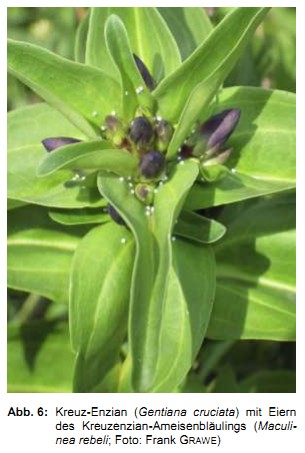 Abb. 6: Kreuz-Enzian (Gentiana cruciata) mit Eiern des Kreuzenzian-Ameisenbläulings (<em>Maculinea rebeli</em>; Foto: Frank Grawe)