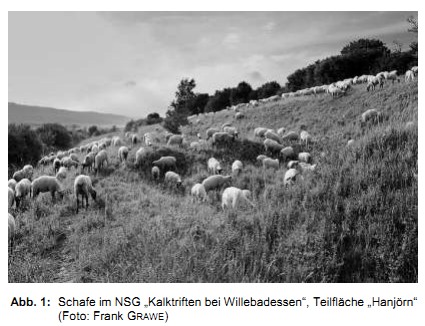 Abb. 1: Schafe im NSG Kalktriften bei Willebadessen, Teilfläche Hanjörn (Foto: Frank GRAWE)