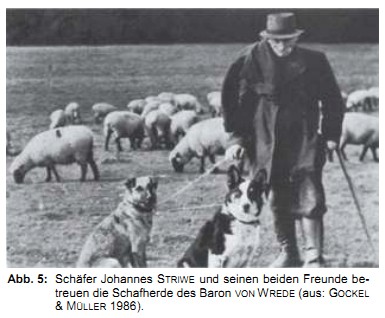 Abb. 5: Schäfer Johannes STRIWE und seinen beiden Freunde betreuen die Schafherde des Baron VON WREDE (aus: GOCKEL & MÜLLER 1986). SPECKEN, Linda & Frank GRAWE