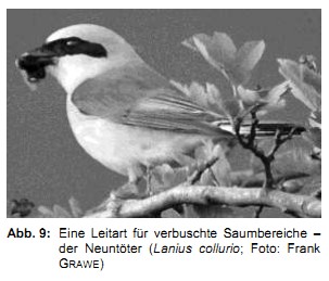 Abb. 9: Eine Leitart für verbuschte Saumbereiche  der Neuntöter (Lanius collurio; Foto: Frank GRAWE)